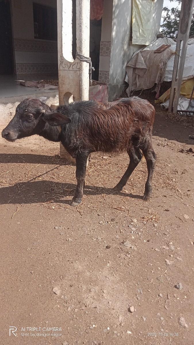 ખડેલી વેસવા ની સે