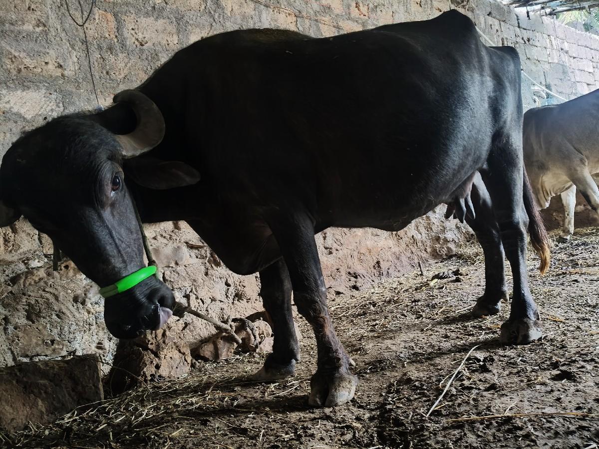 ભેંસ બેસવાની સે