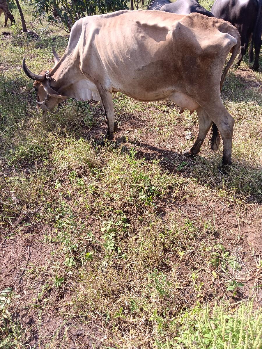 થંબનેલ 3