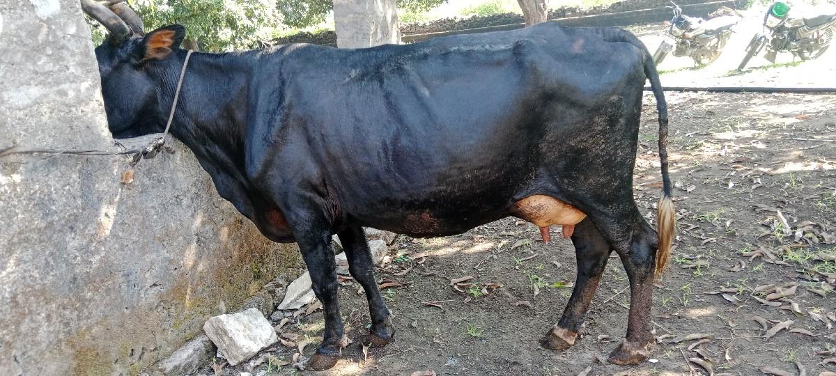 થંબનેલ 2