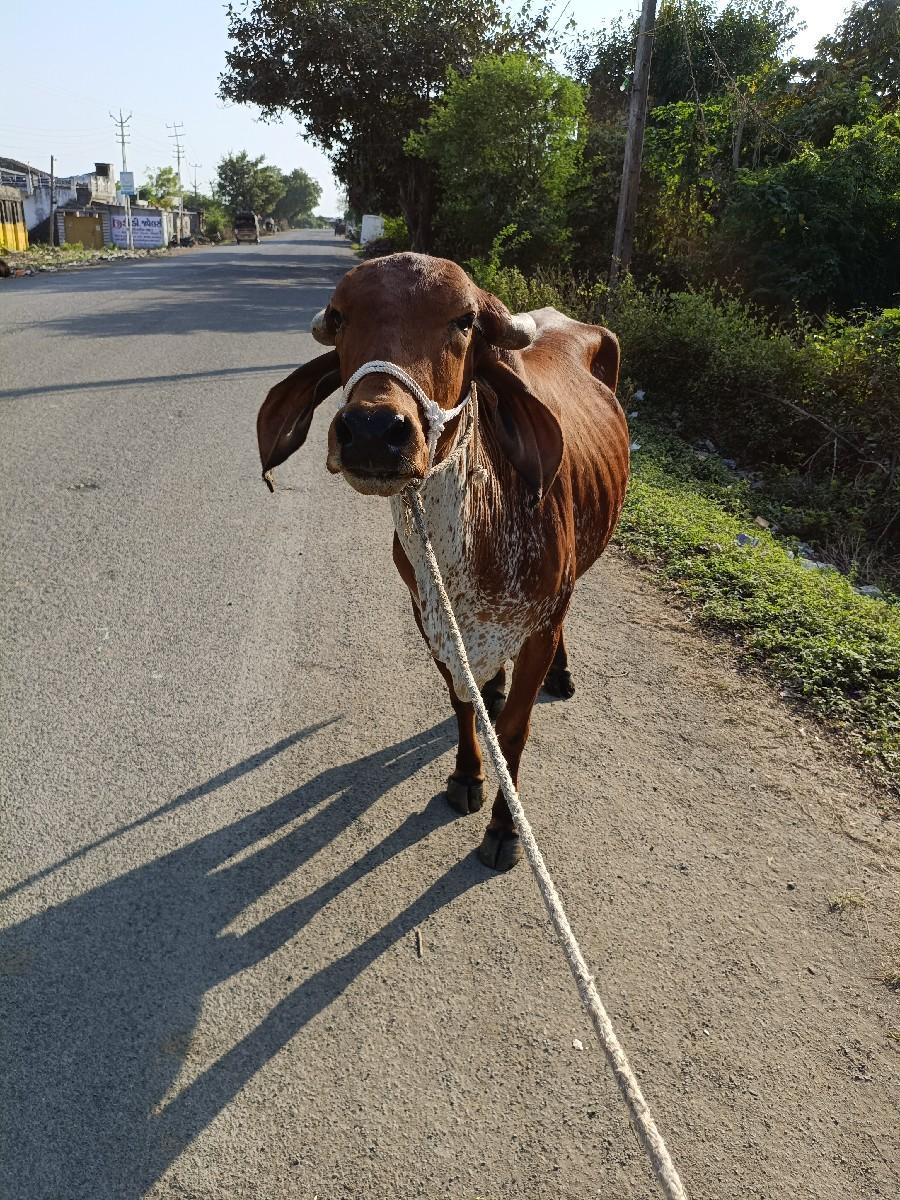 થંબનેલ 3