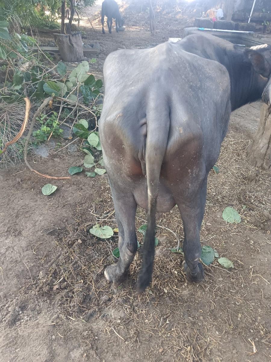 થંબનેલ 2