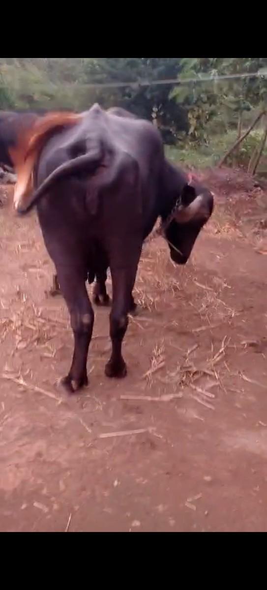 Kalyanpur taluka parade bhains