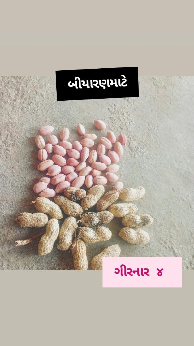 ઞિરનાર૪