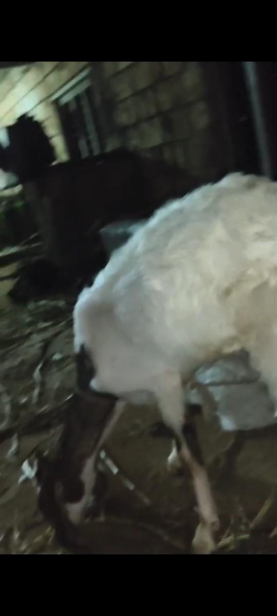 થંબનેલ 3