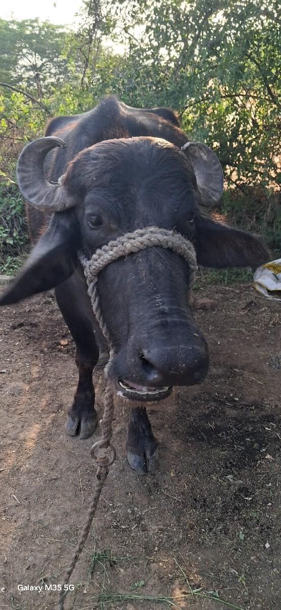 થંબનેલ 3