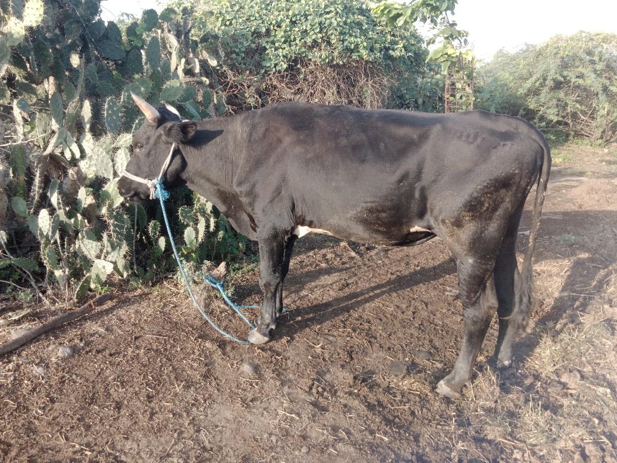 થંબનેલ 2