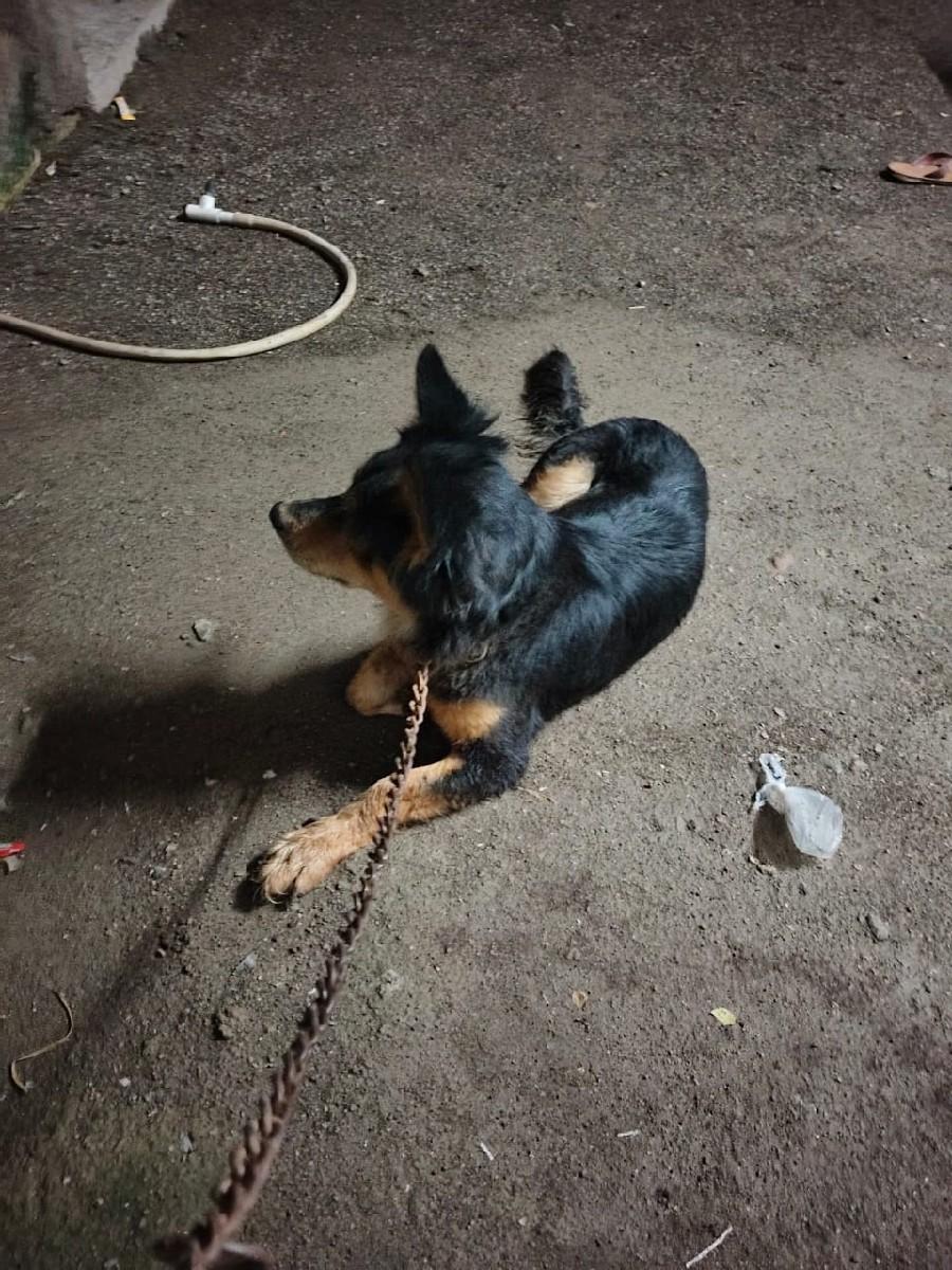 German shepherd kutari