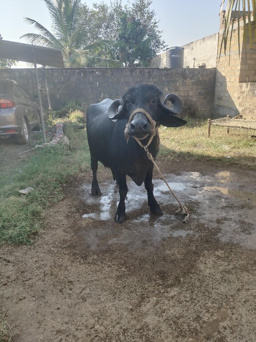 થંબનેલ 3