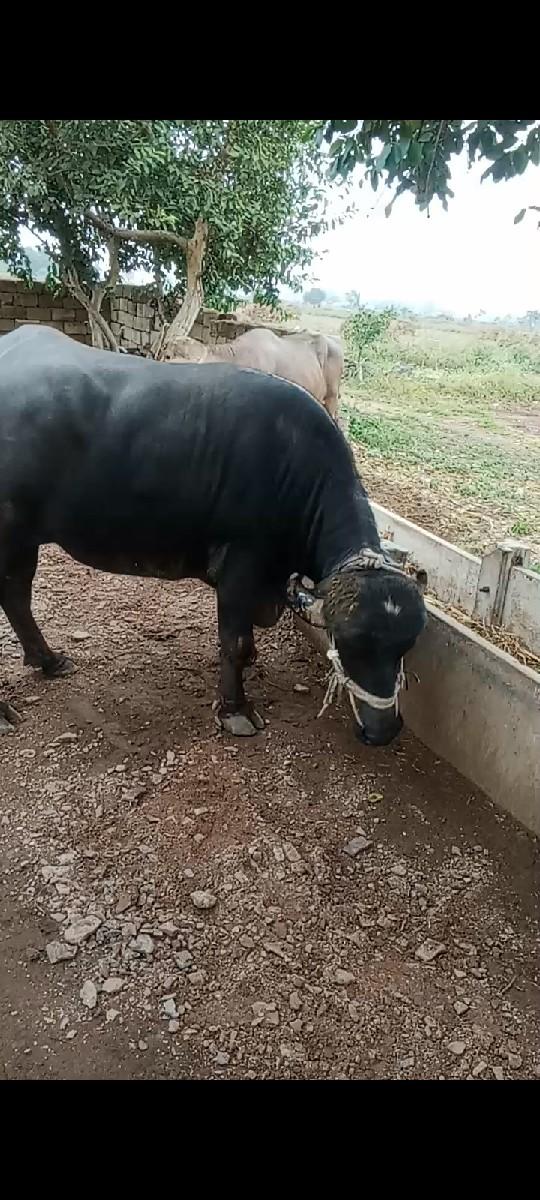 થંબનેલ 2