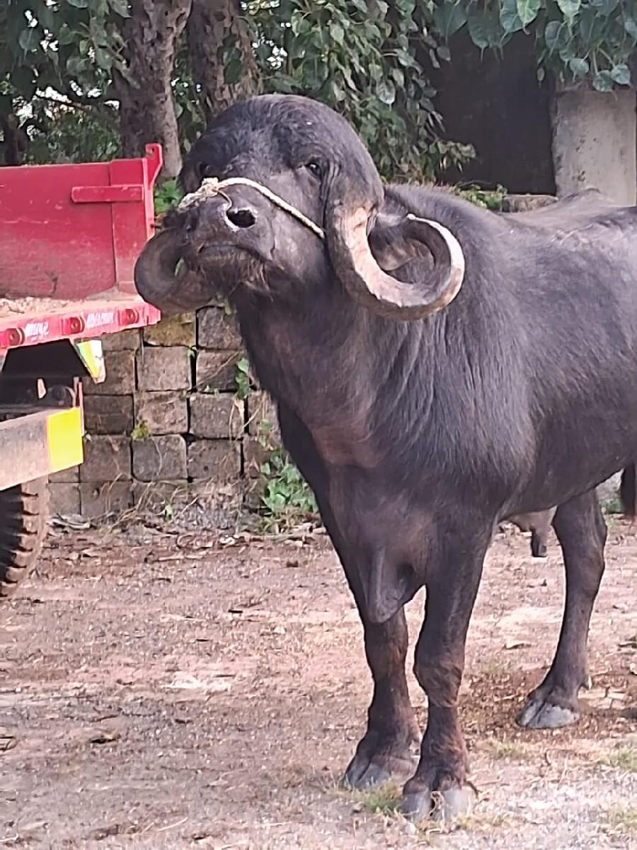 થંબનેલ 3