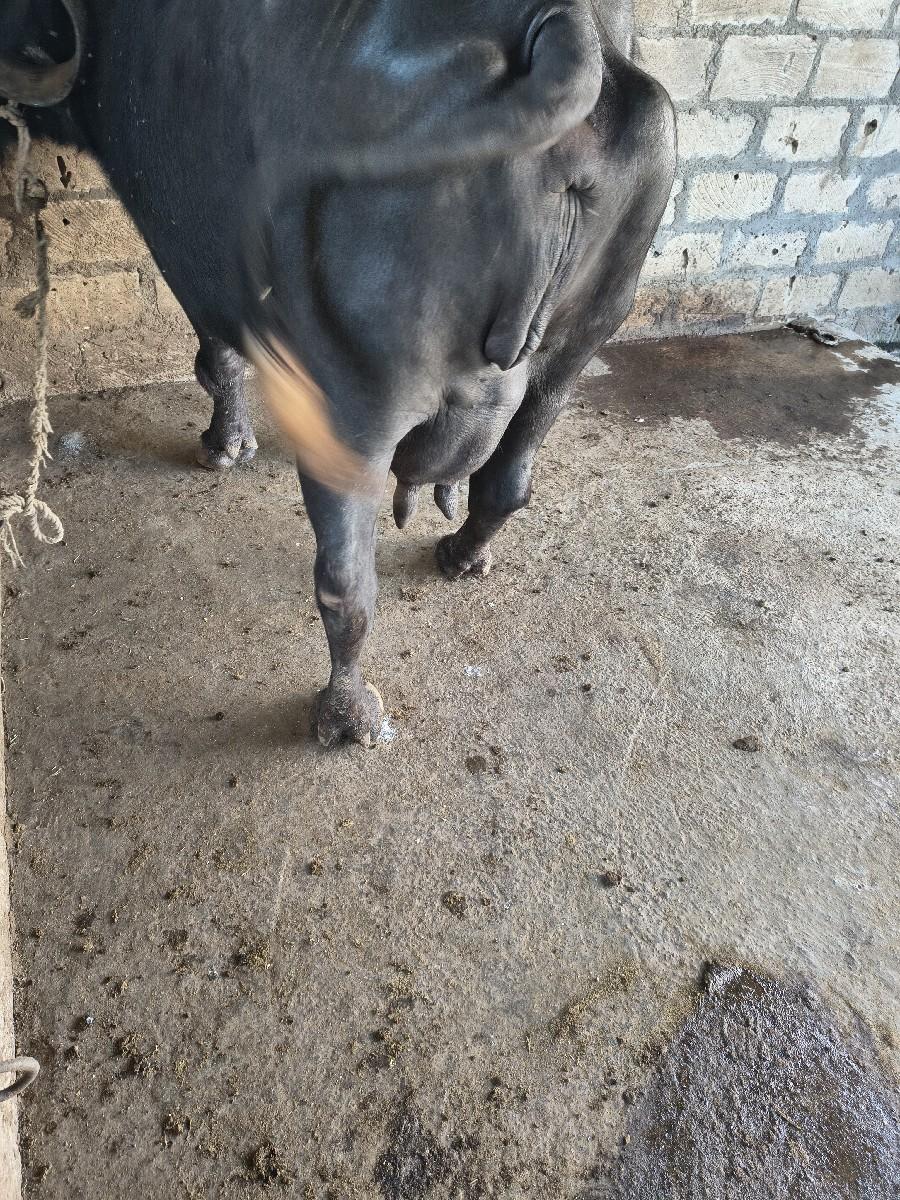 થંબનેલ 2