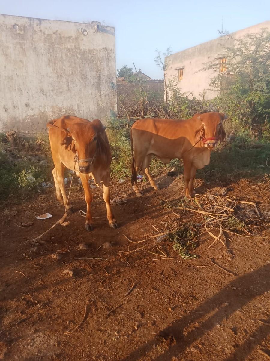 થંબનેલ 2