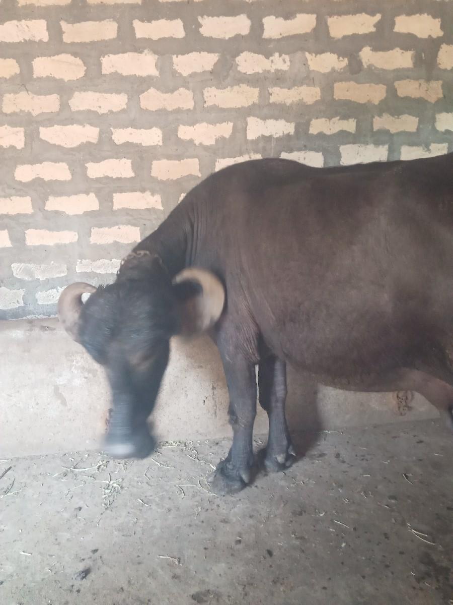 ભેસવેચવાનીછે