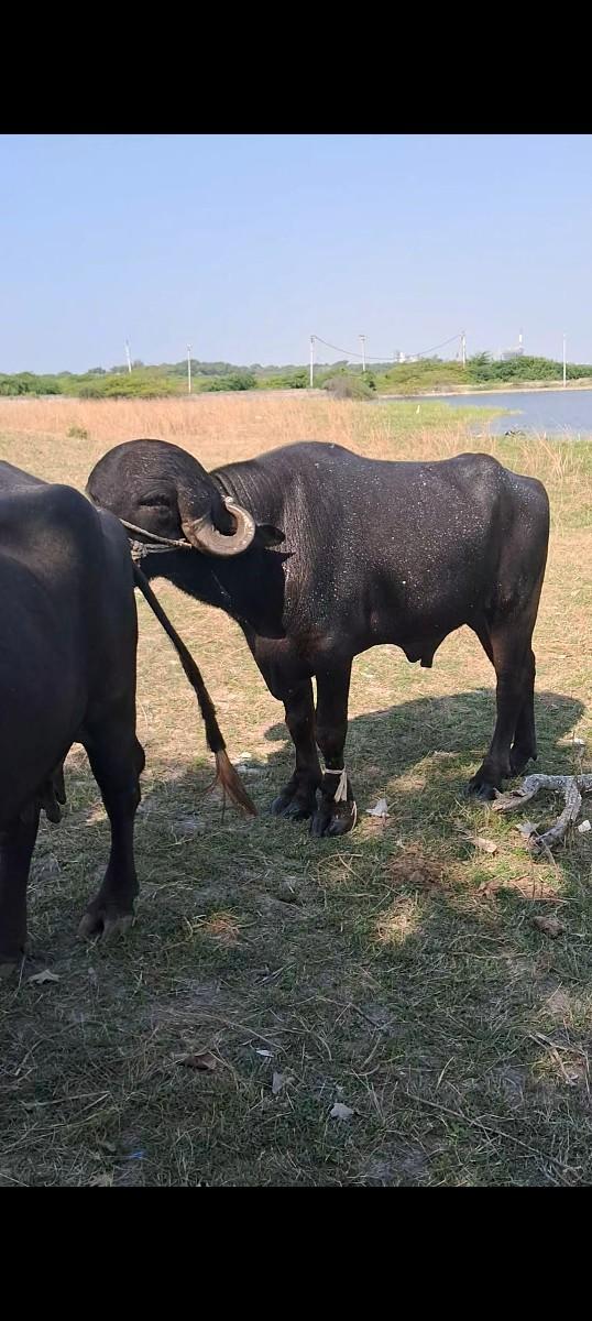 પાડોવેચવાનોછે