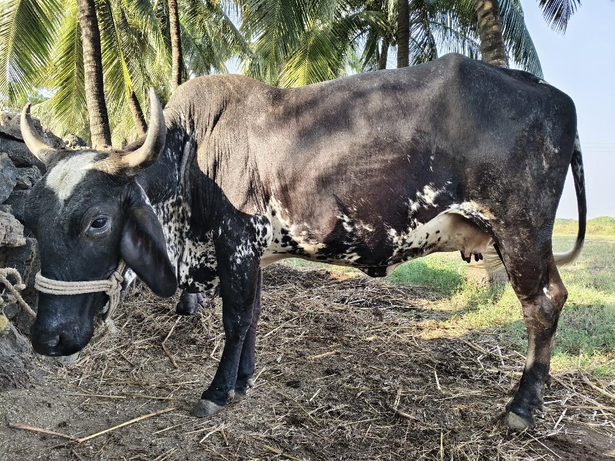 થંબનેલ 2