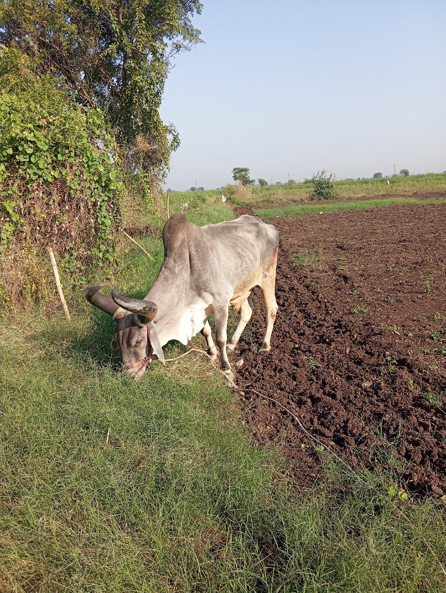 થંબનેલ 2