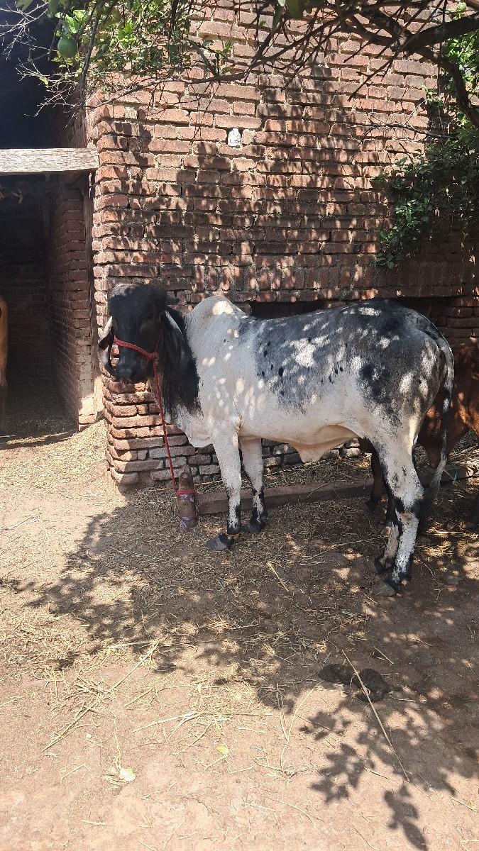 લીલડી હોડકી વેચવાની શે