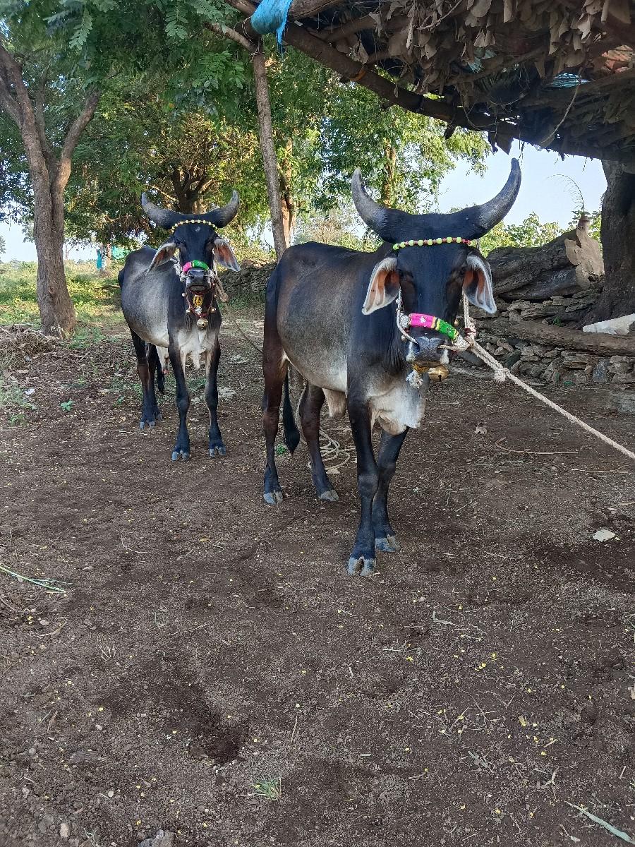 થંબનેલ 2