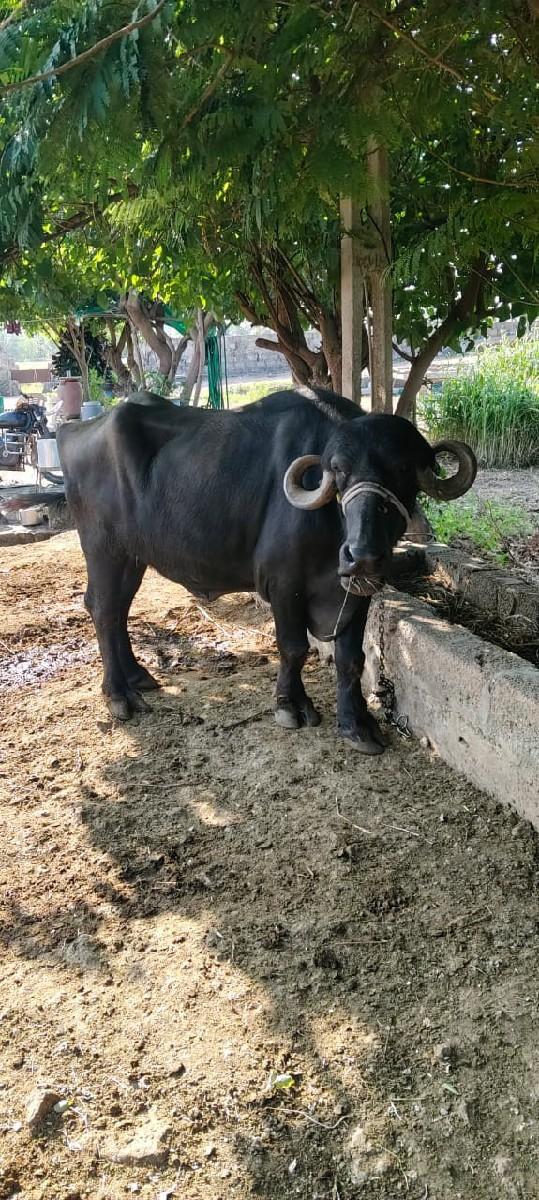 ખખડેલું વેસવા‌નુ છે પાકડ