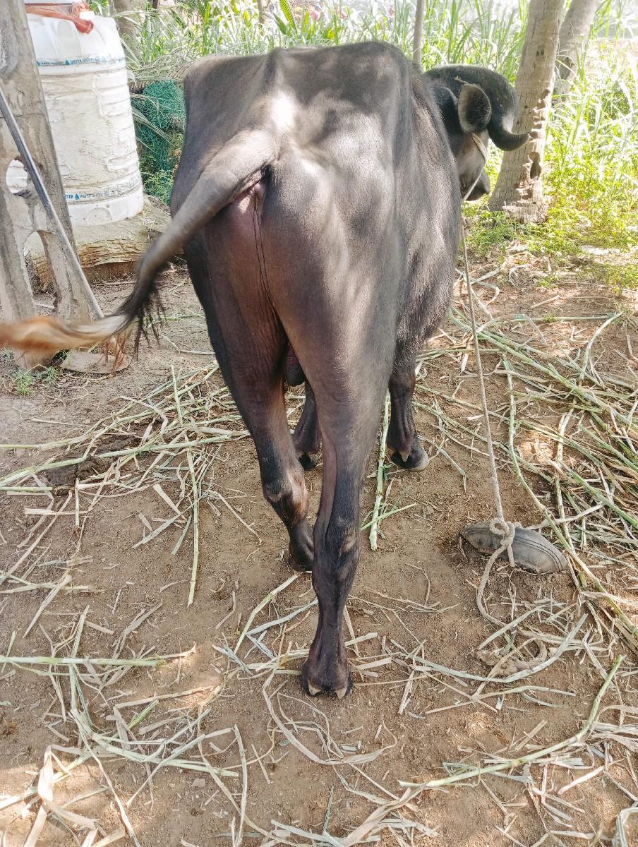 થંબનેલ 2