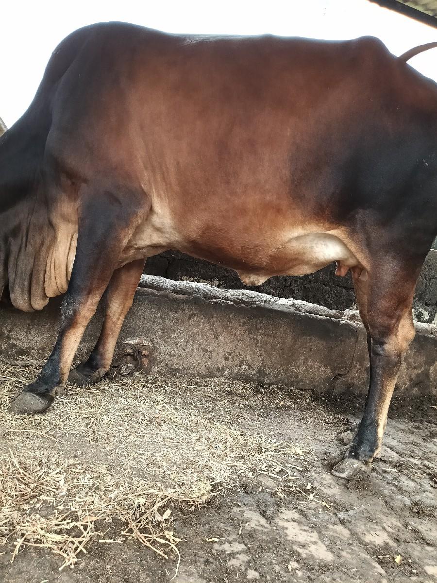 થંબનેલ 3