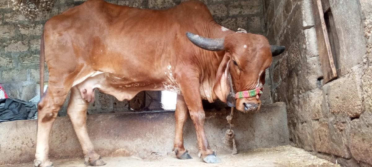 ગીર ગાયવેસવાનીસે