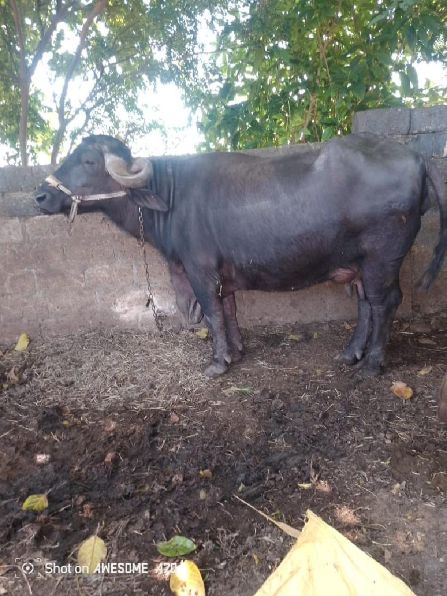 થંબનેલ 2