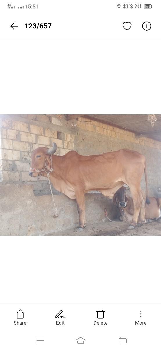 થંબનેલ 3