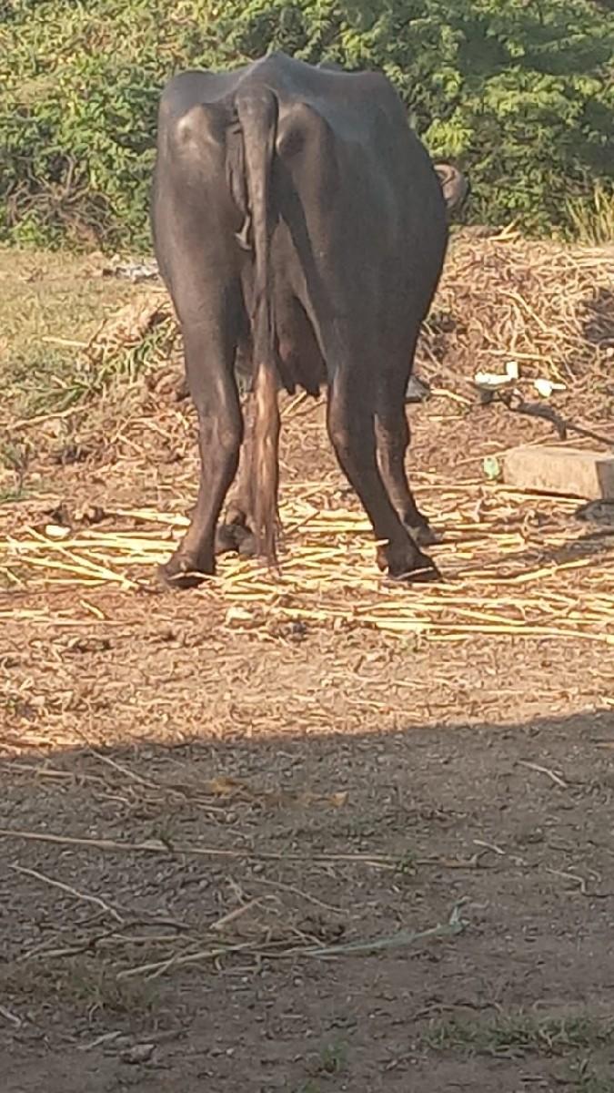 થંબનેલ 3