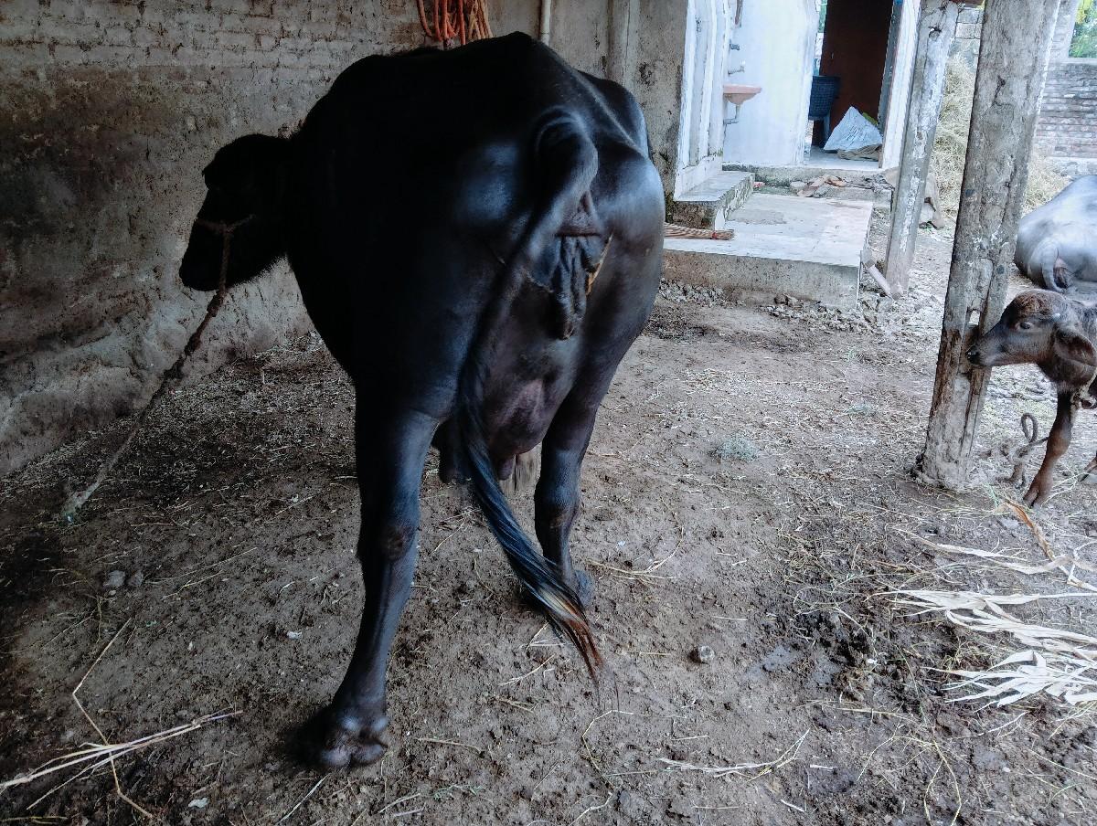 થંબનેલ 2