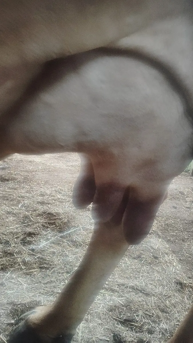 વેચવાની સે