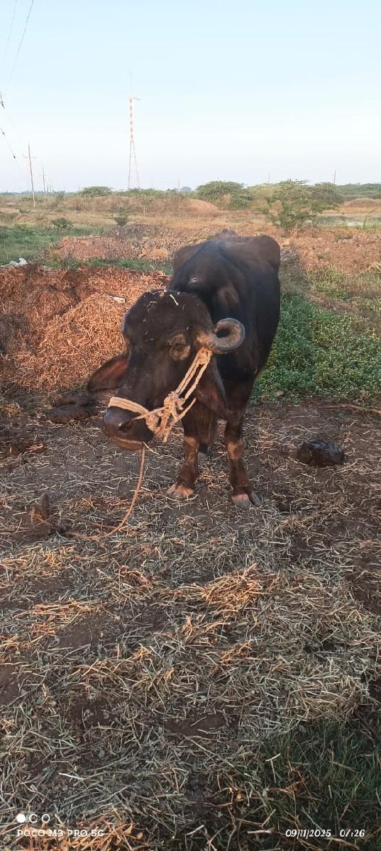 થંબનેલ 2