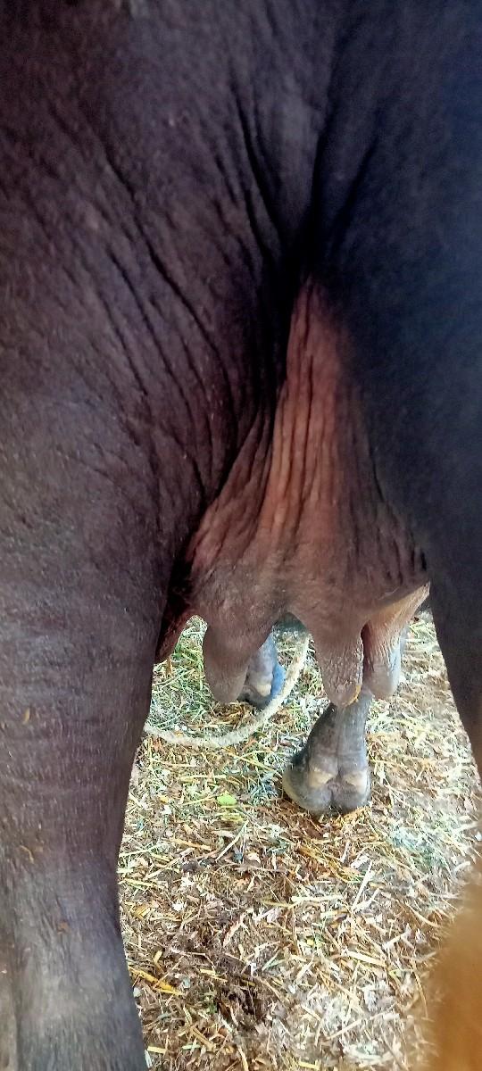 જાફરાબાદી ખળાઈ વેચવા ની છે