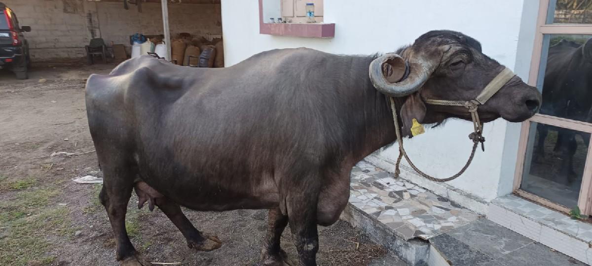 દેવા ની છે