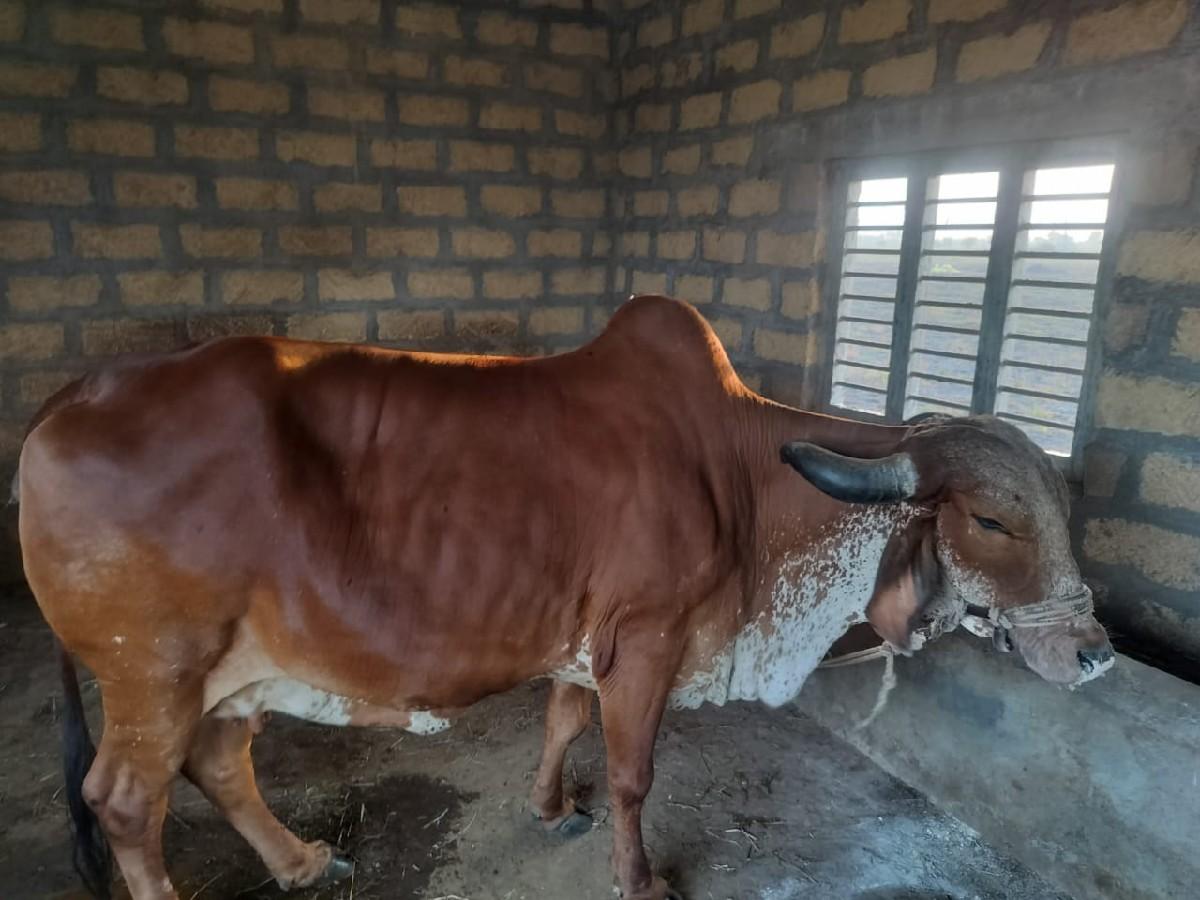 ગાય વેસવા ની સે