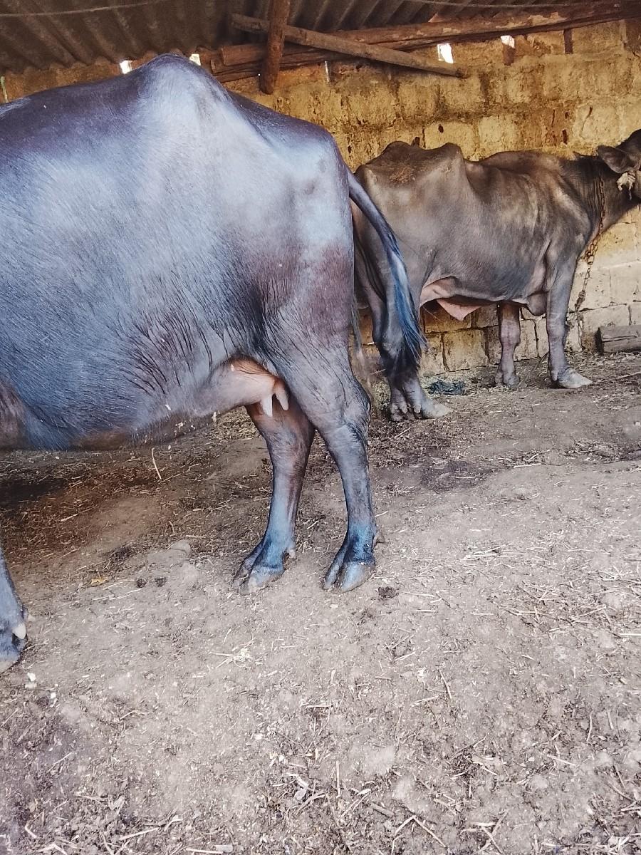 ભેંસ વેચવાની છે પેલુવેતર છે