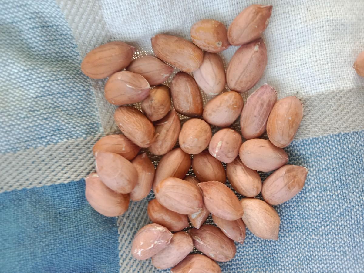 g 22 નંબર મગફળી વેચવાની છે