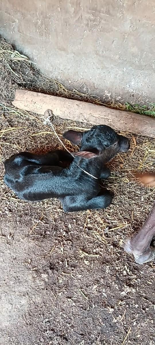 થંબનેલ 3