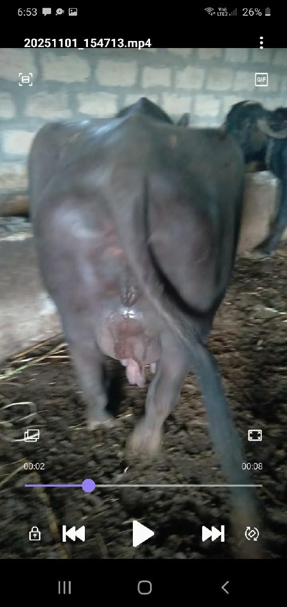 વેચવાની