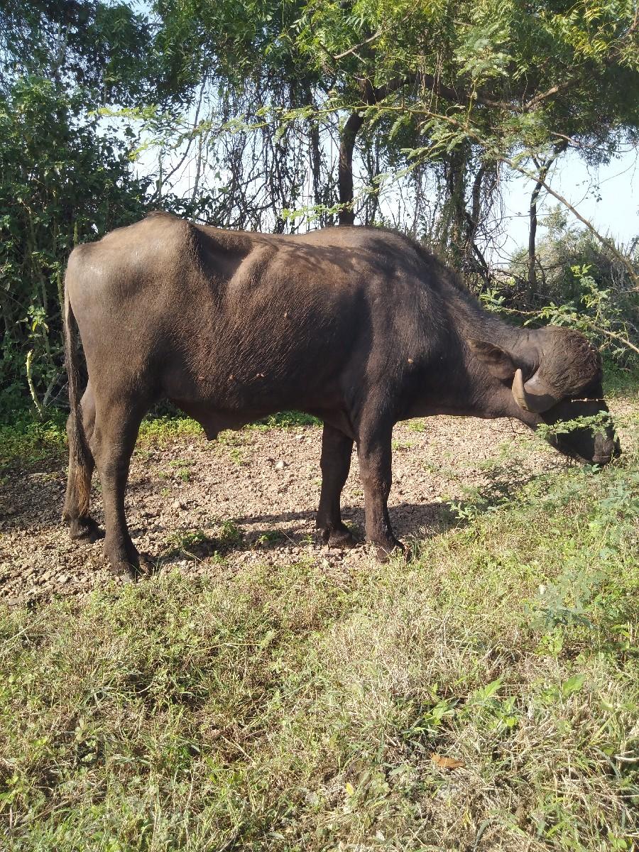 થંબનેલ 2