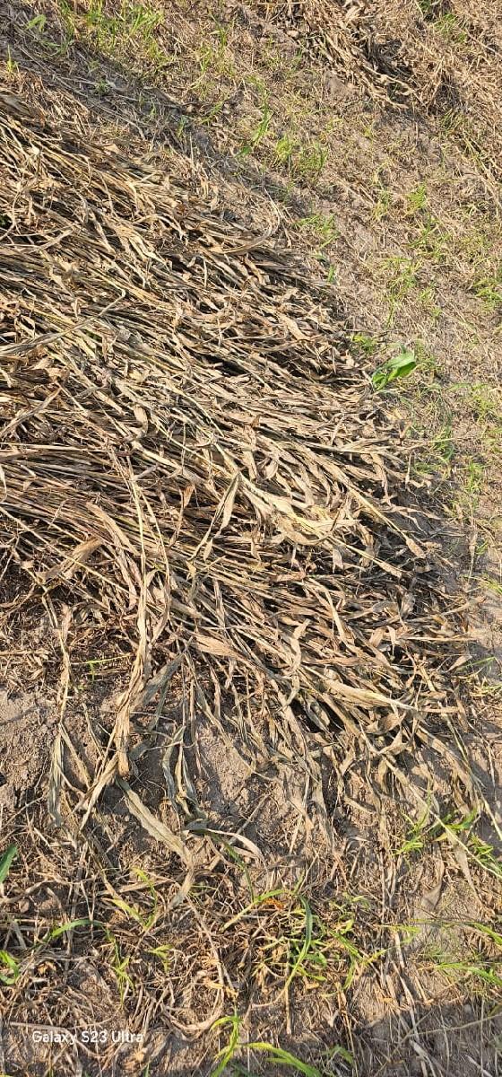 ચારો વેચવાનો છે