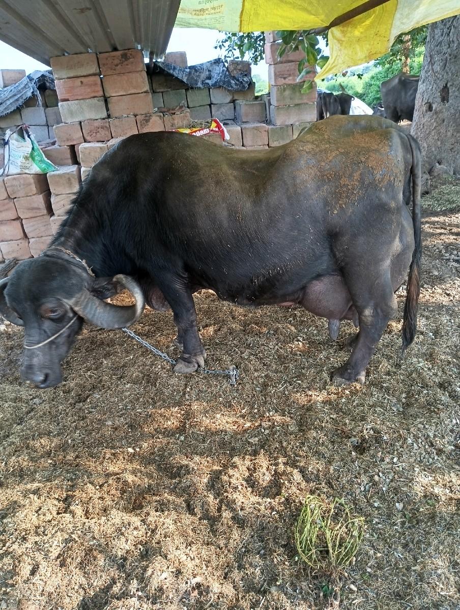 થંબનેલ 3