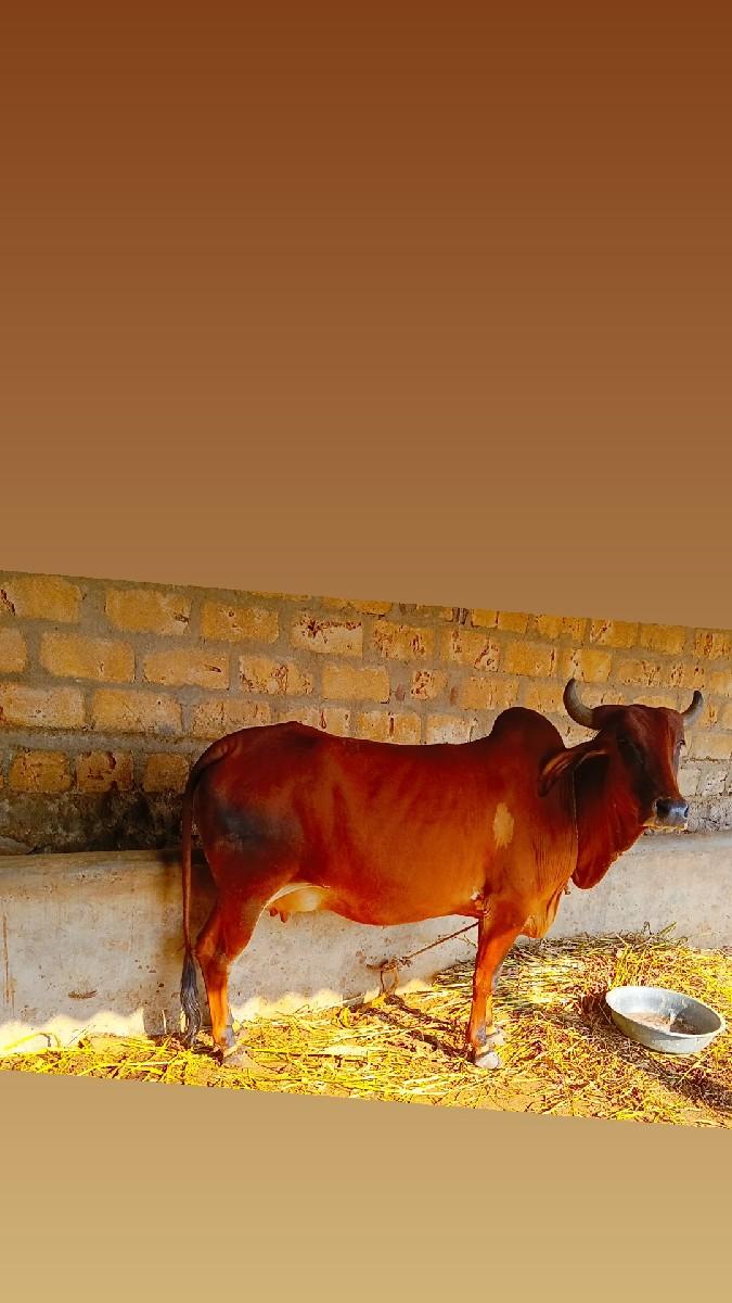 ગાય વેચવાની છે