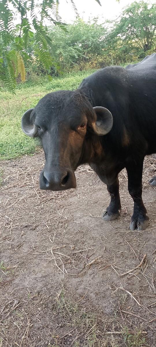 થંબનેલ 3