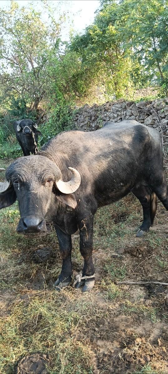 થંબનેલ 2