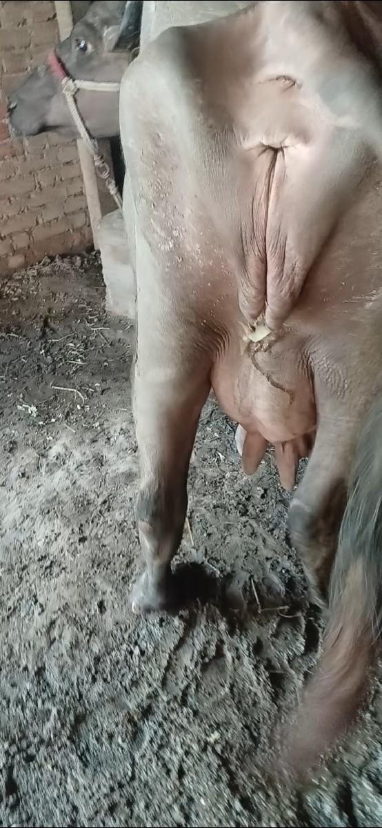 થંબનેલ 2