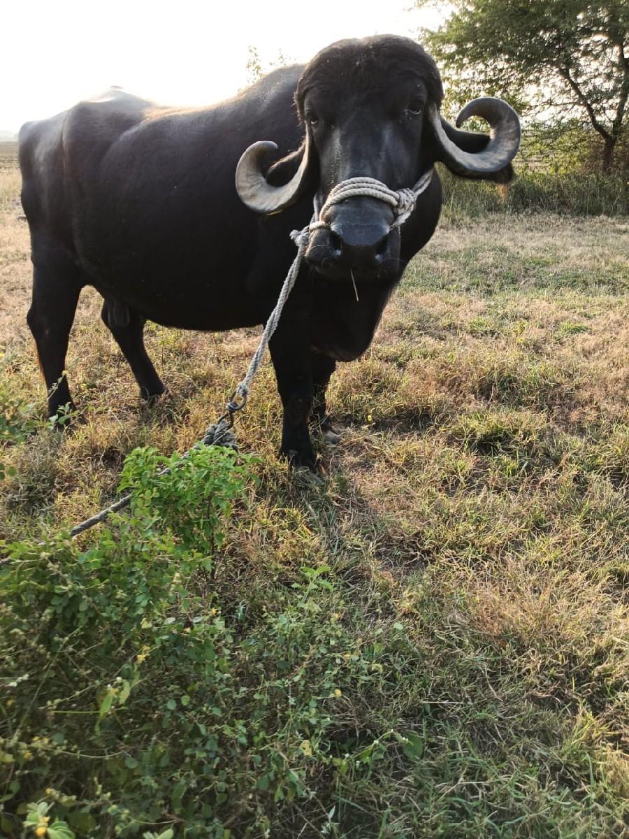 ભેંસ વેચવાની છે.