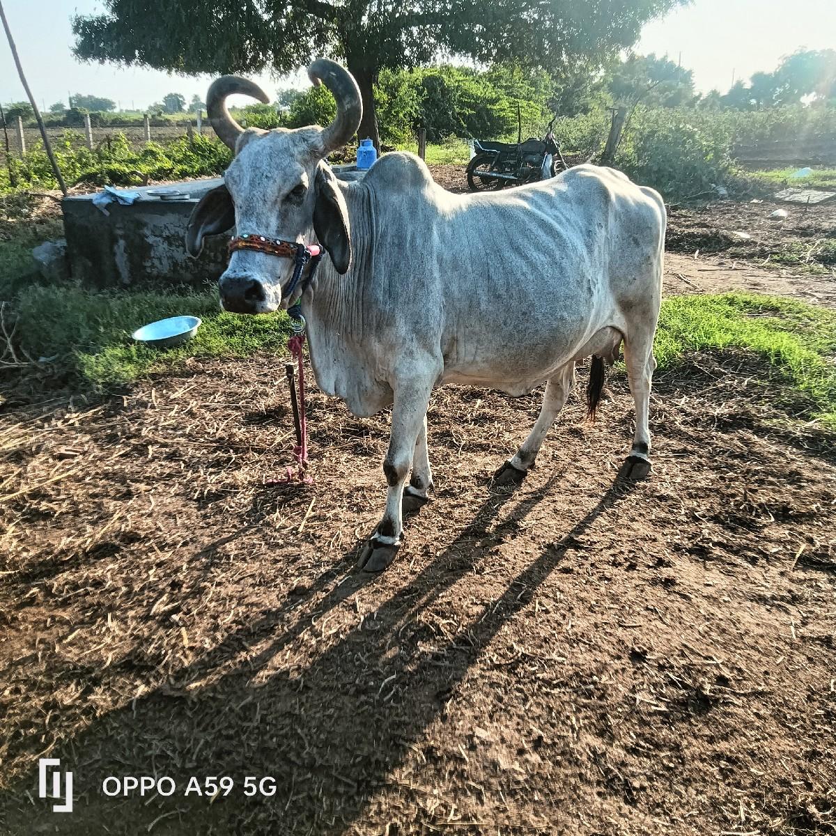 થંબનેલ 2