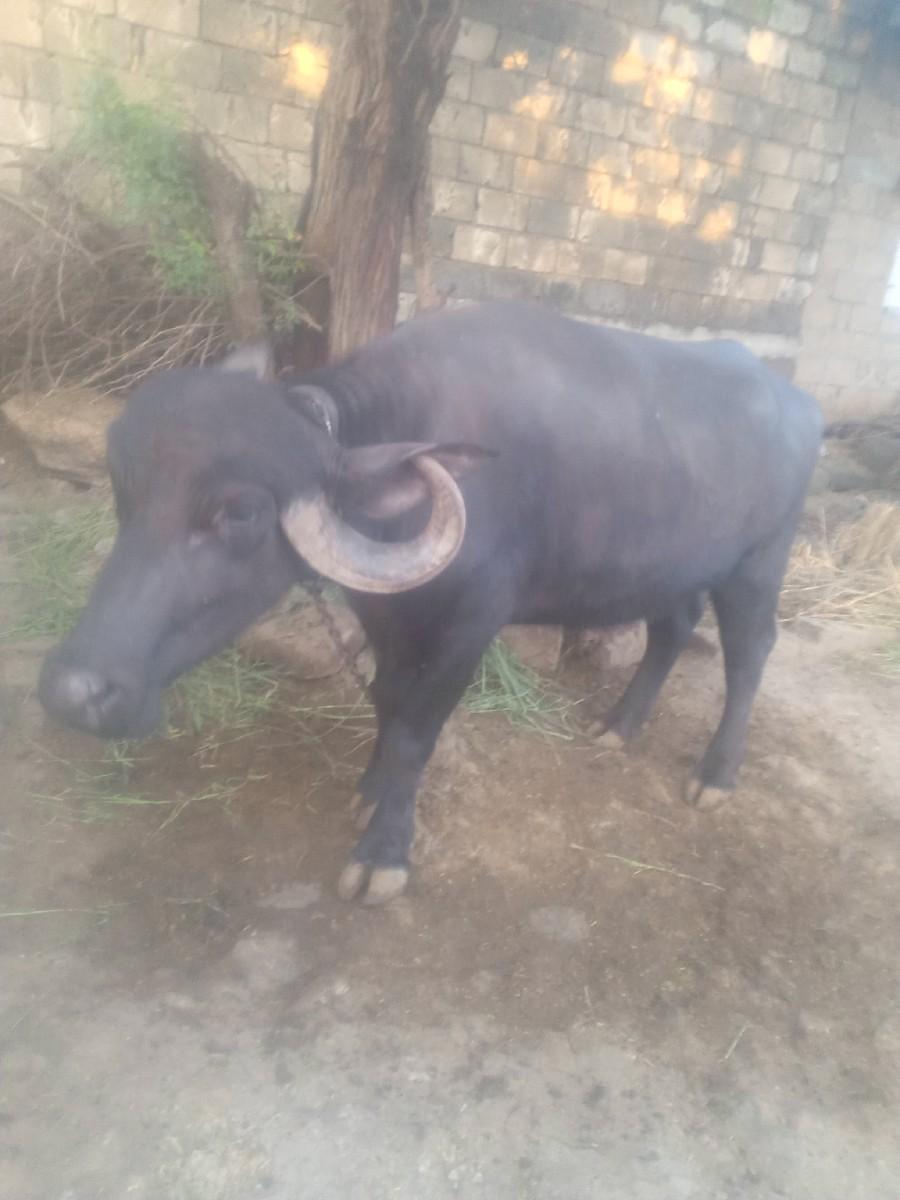 થંબનેલ 2